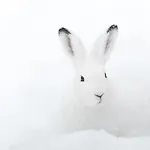 Schneehase 10min - Kreischberg * Stadl an der Mur