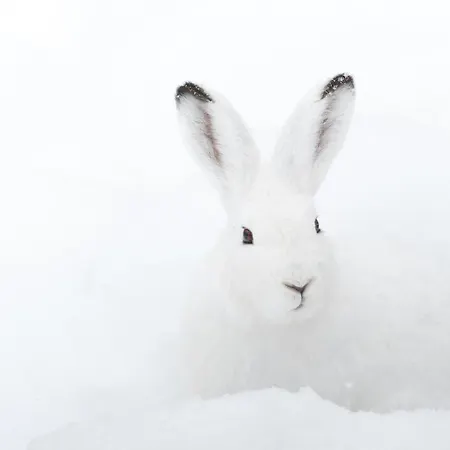 Schneehase 10min - Kreischberg * Stadl an der Mur
