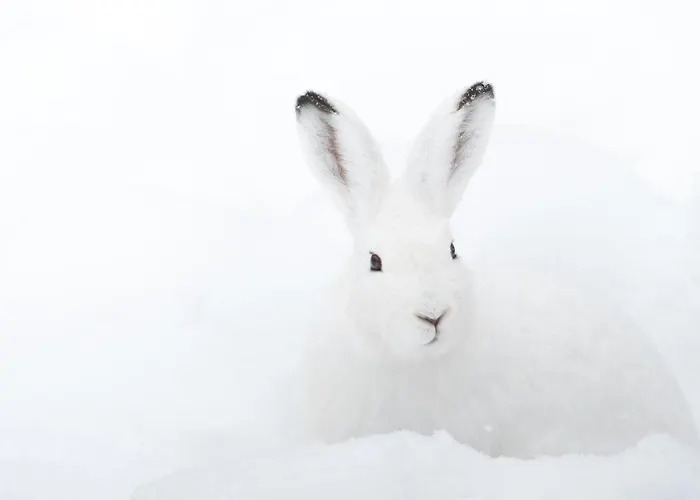 Schneehase 10min - Kreischberg * Stadl an der Mur